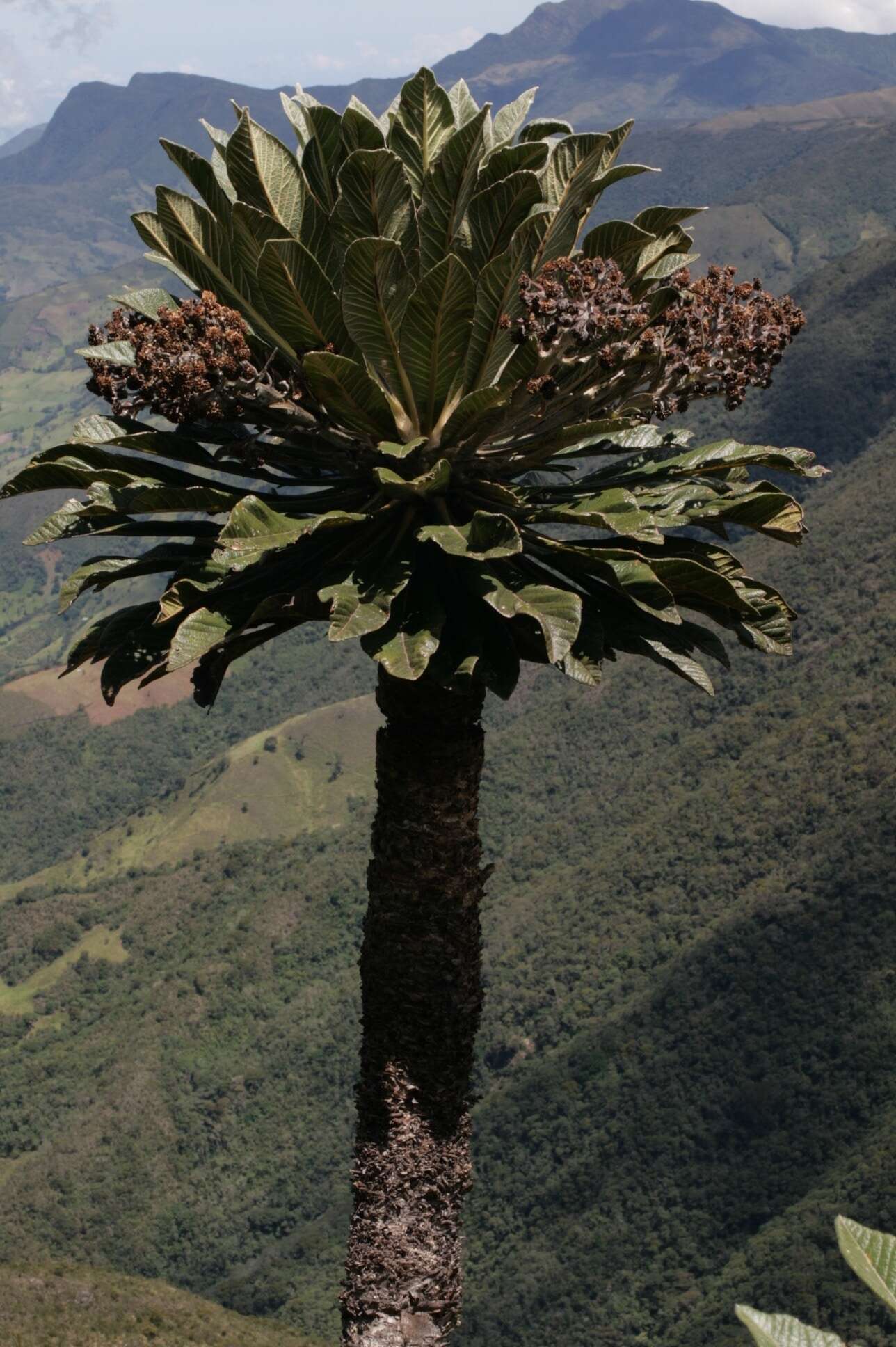 Image of Espeletia sanchezii (S. Díaz & Obando) Mavárez