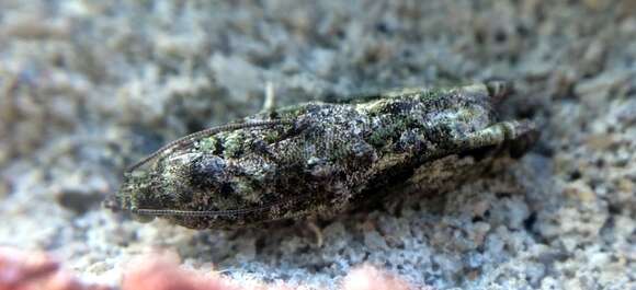 Image of Maple Twig Borer Moth