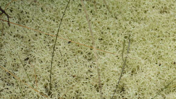 Image of Cladonia confusa R. Sant.