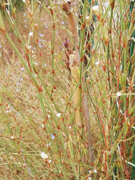 Image de Polygonum equisetiforme Sm.