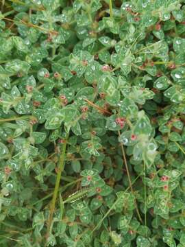 Imagem de Indigofera cordifolia Roth