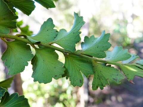 Image of Celery-top Pine