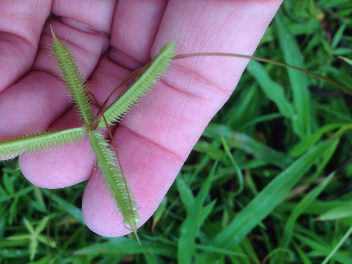 Image of Indian goosegrass