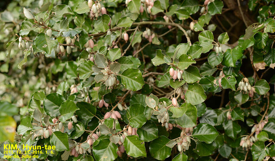 Image of Elaeagnus macrophylla Thunb.