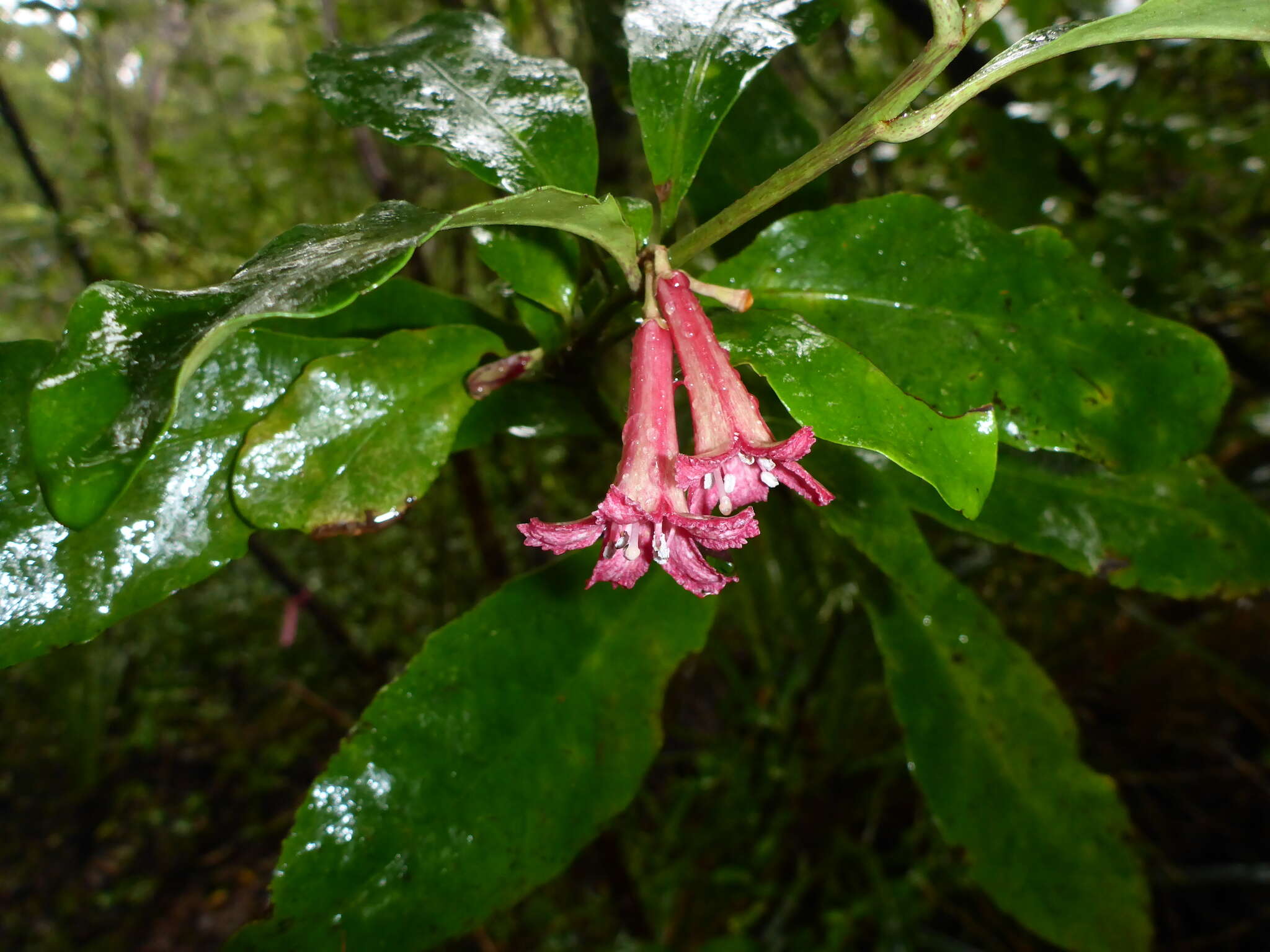 Image of Shrubby honeysuckle