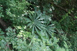 Imagem de Arisaema erubescens (Wall.) Schott