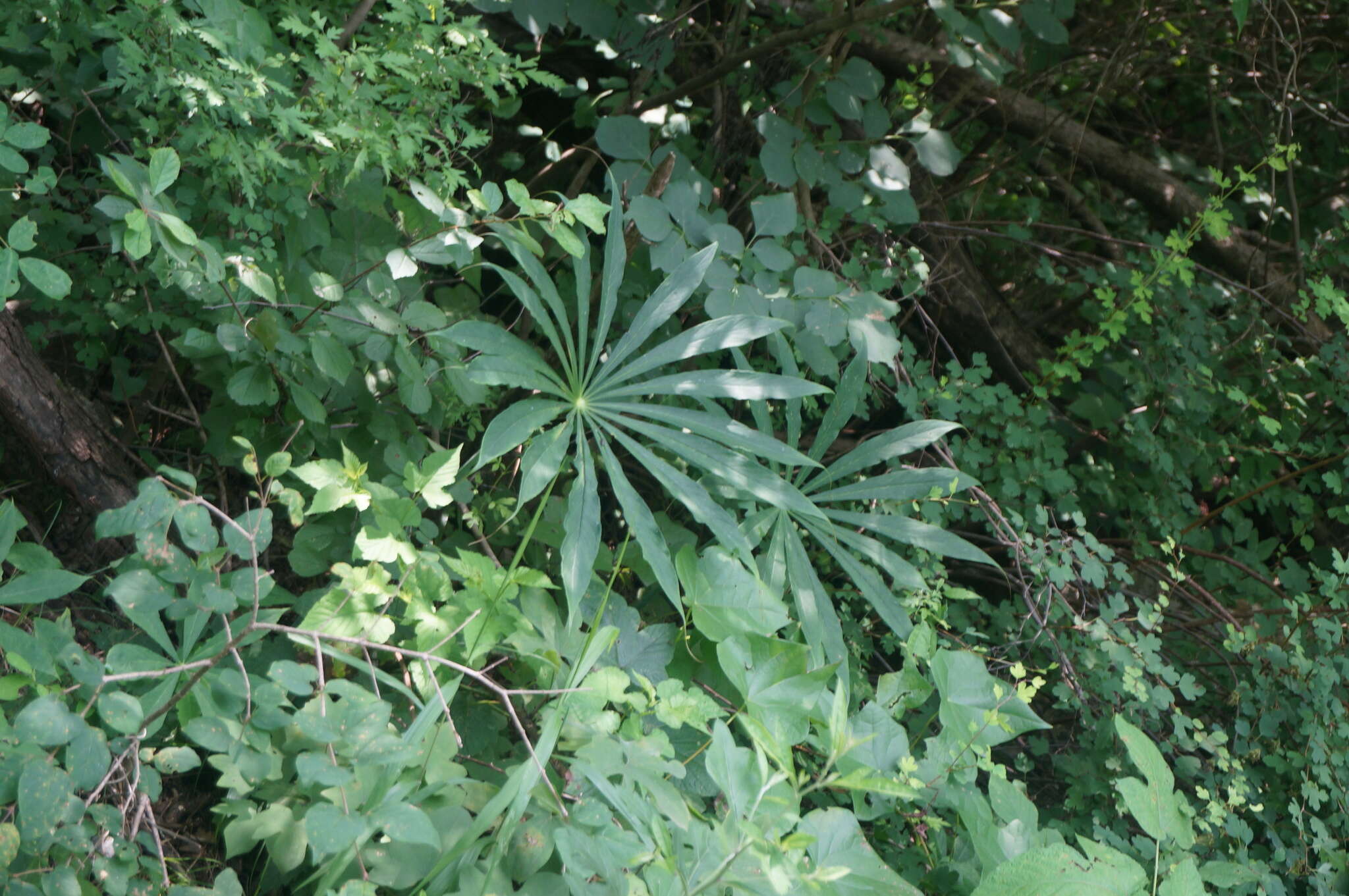 Imagem de Arisaema erubescens (Wall.) Schott