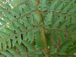 Imagem de Polystichum ammifolium (Desv.) C. Chr.