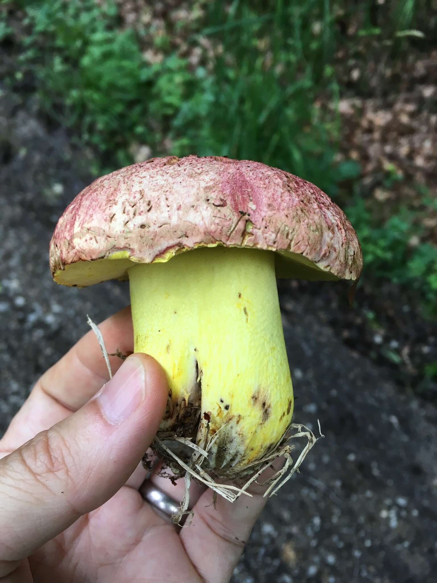 Image of Butyriboletus regius (Krombh.) D. Arora & J. L. Frank 2014