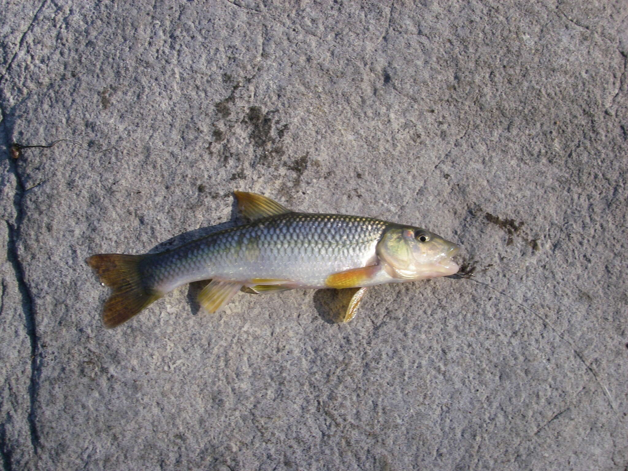 Image of Hornyhead Chub