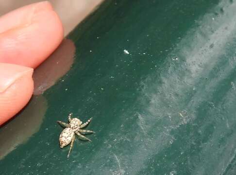 Image of Jumping spider