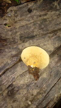 Image of Crepidotus brunswickianus (Speg.) Sacc. 1891