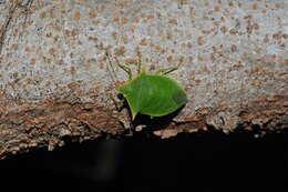 Image de Loxa viridis (Palisot 1811)