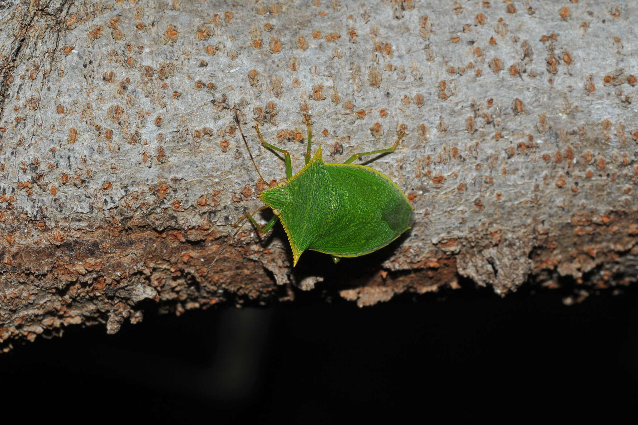 Image de Loxa viridis (Palisot 1811)