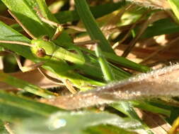 صورة Schizobothrus flavovittatus Sjöstedt 1921