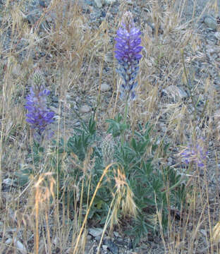 Image of Donner Lake lupine