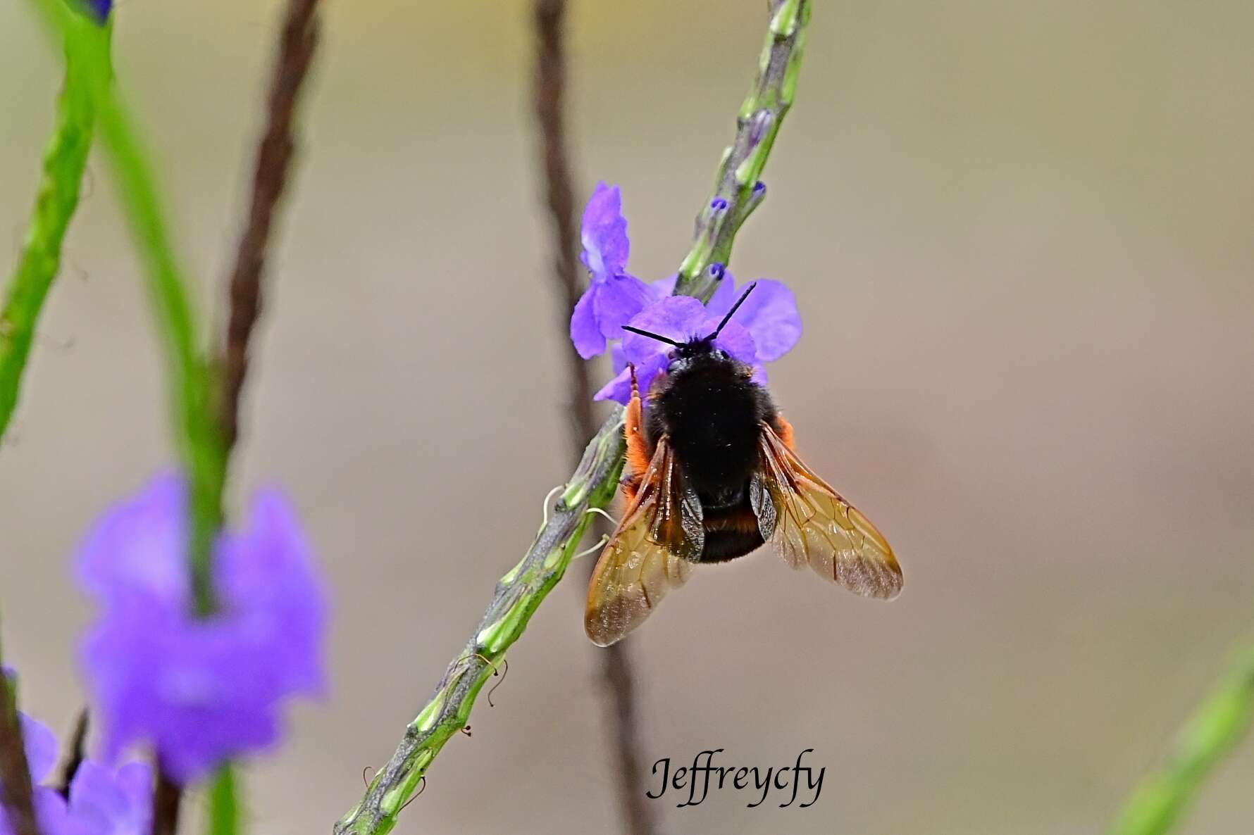 Imagem de Bombus eximius Smith 1852