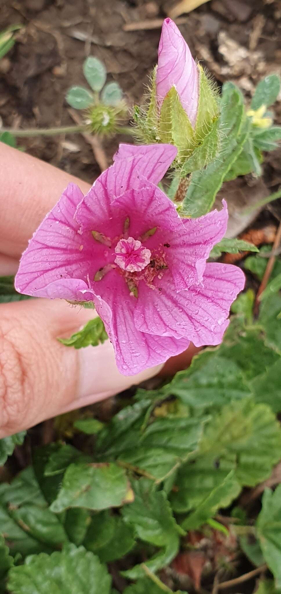 Image of Malope malacoides L.