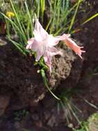 Image of Gladiolus virgatus Goldblatt & J. C. Manning