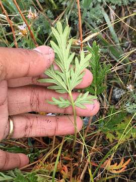 Image of Potentilla jepsonii var. kluanensis