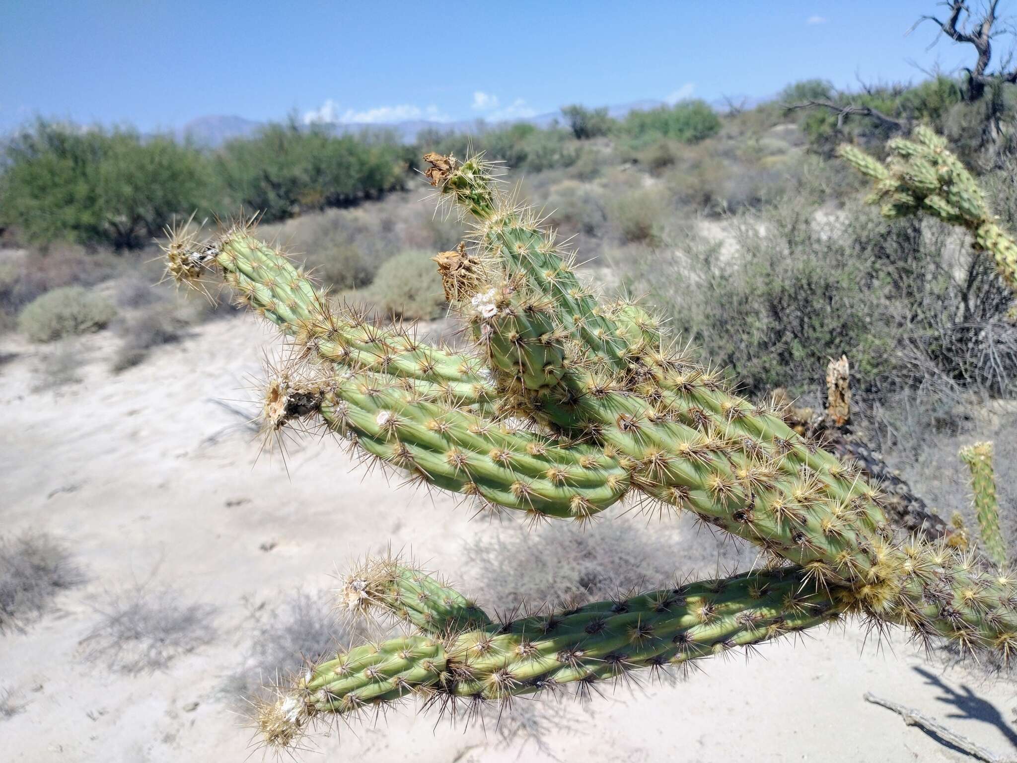 Image de Cylindropuntia californica var. delgadilloana (Rebman & Pinkava) Rebman