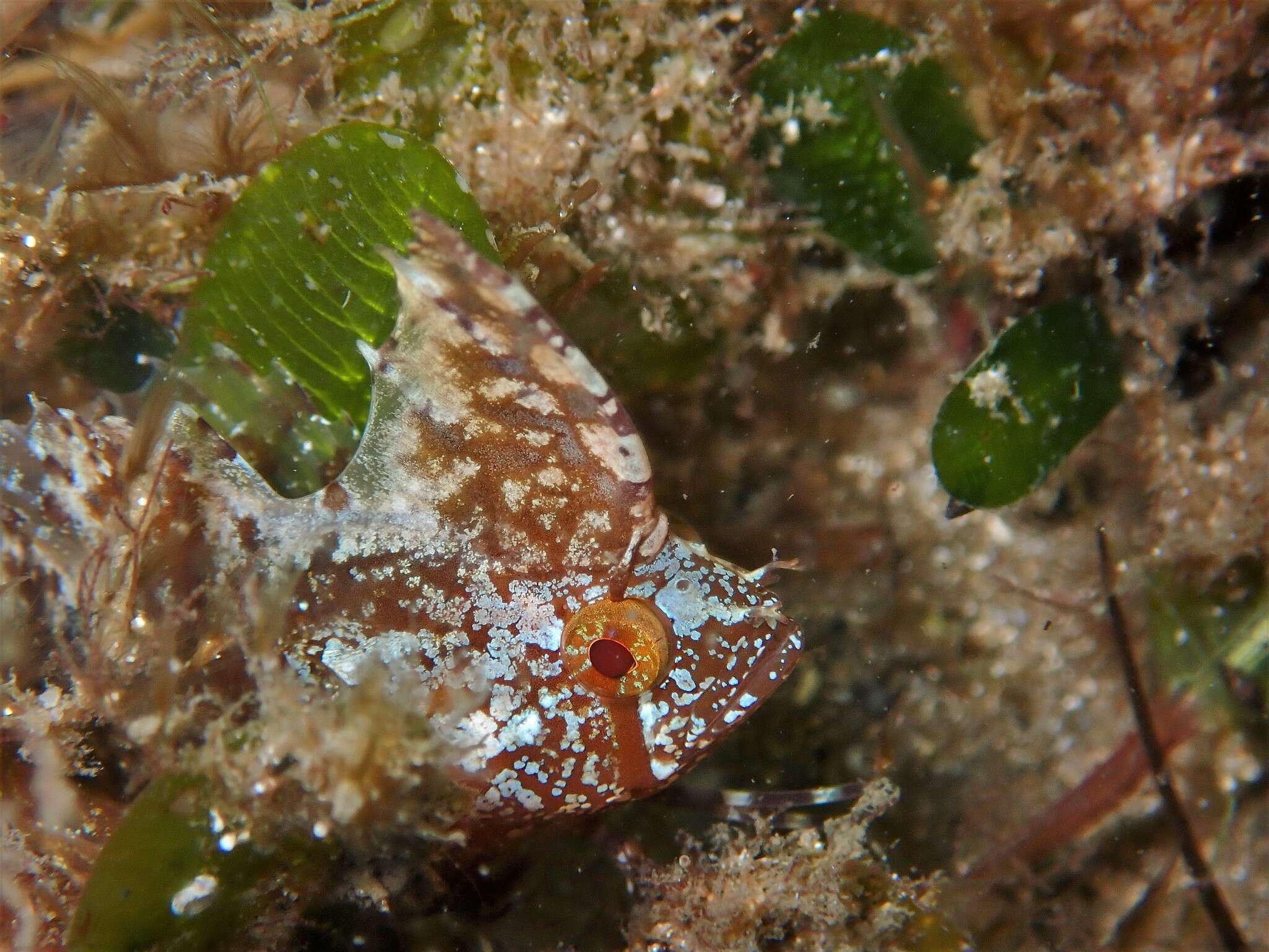 Image de Cristiceps argyropleura Kner 1865