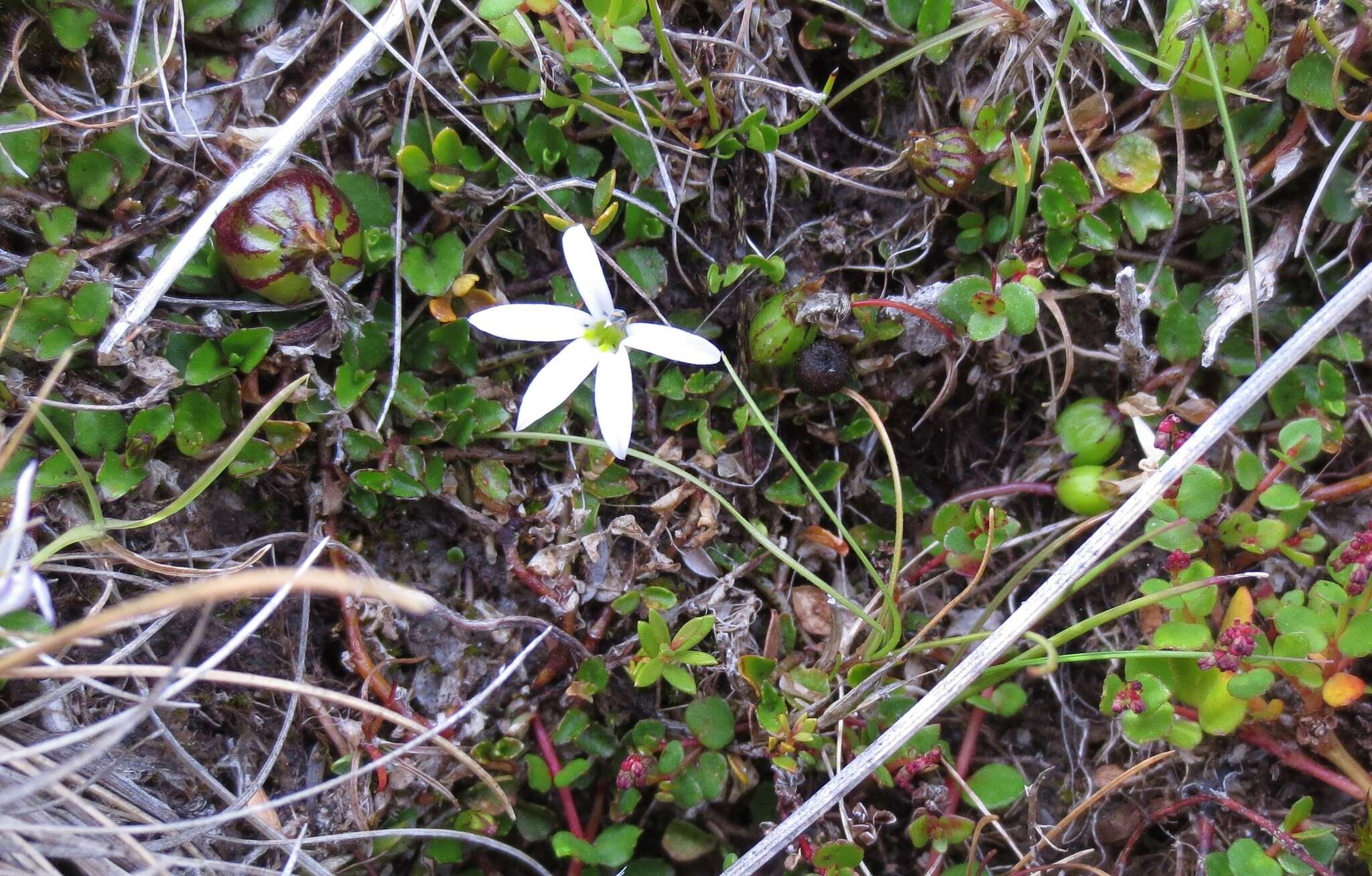 Imagem de Lobelia angulata G. Forst.