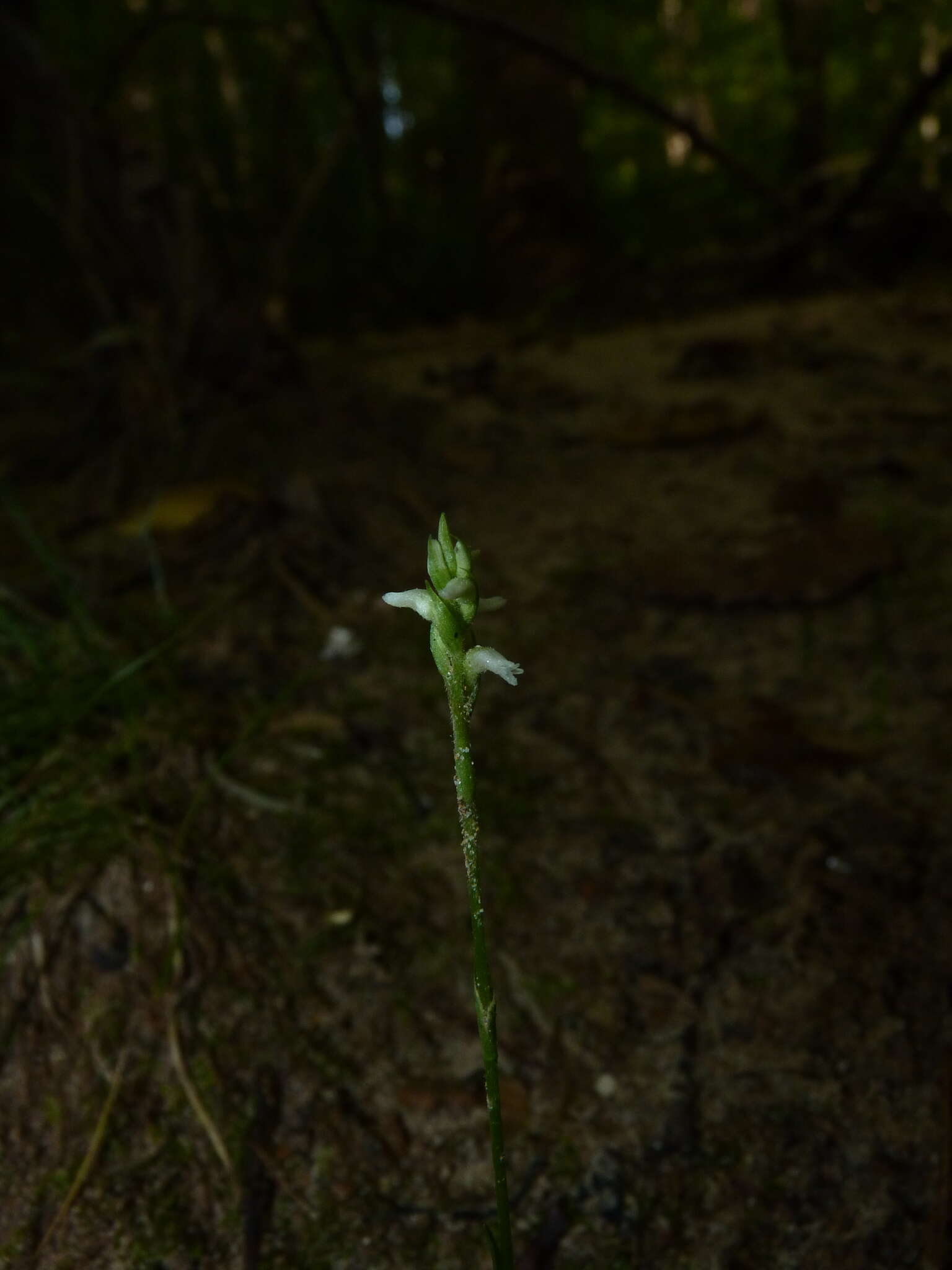 Image of October lady's tresses