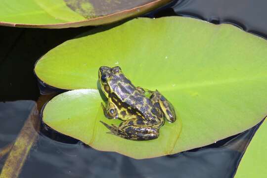 Image of Mink Frog