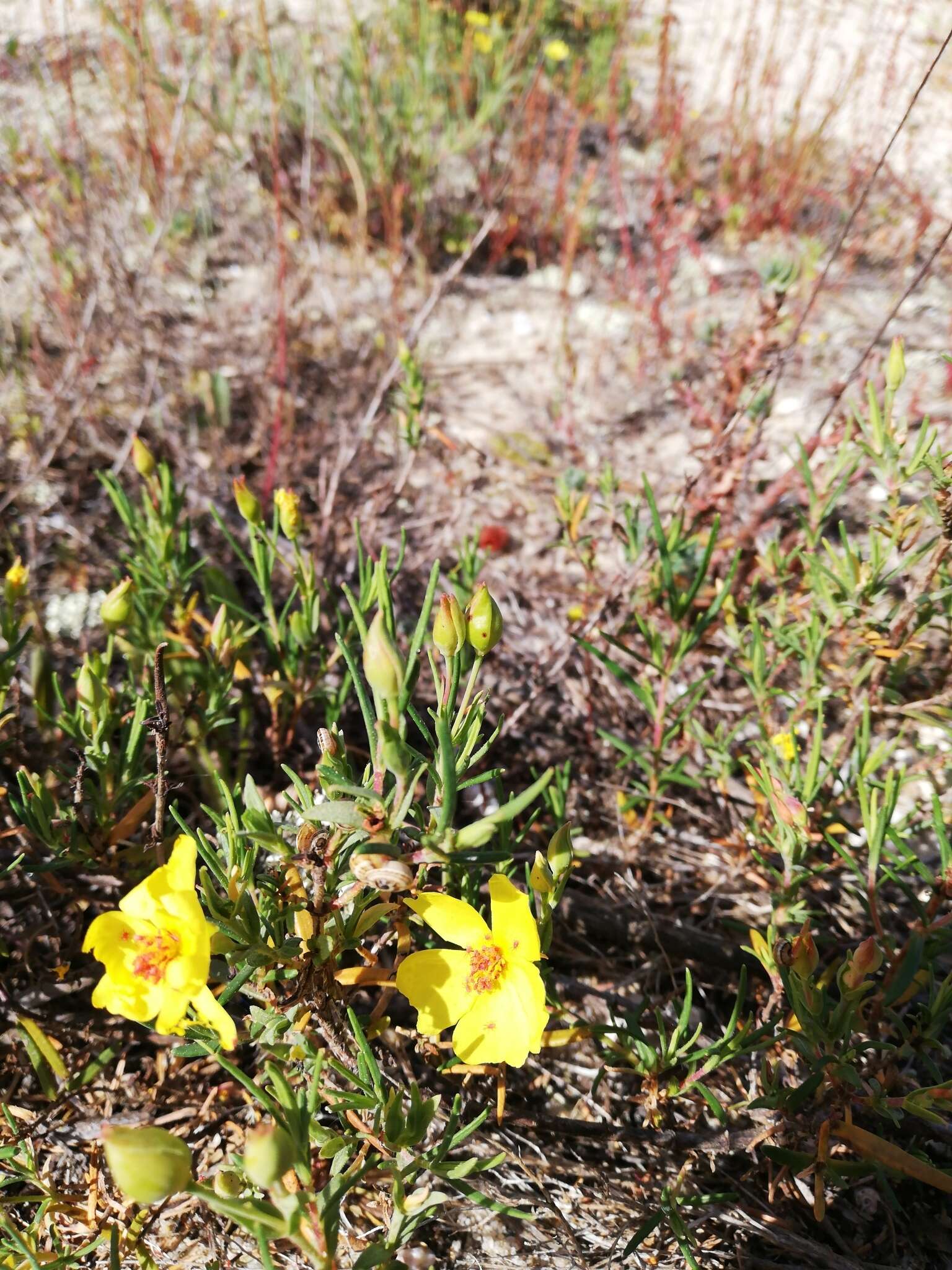 Image of Yellow Rock Rose