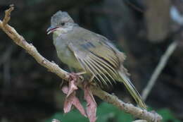 Image of Olive-winged Bulbul