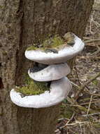 Image of Phellinus igniarius (L.) Quél. 1886