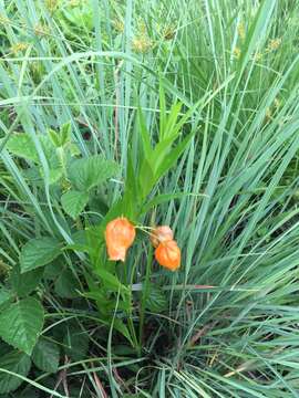 Image of Sandersonia aurantiaca Hook.