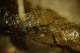 Image of Cumberland Dusky Salamander