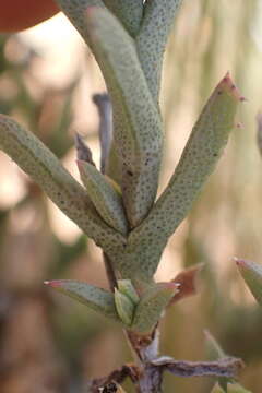 Ruschia ruralis (N. E. Br.) Schwant. resmi