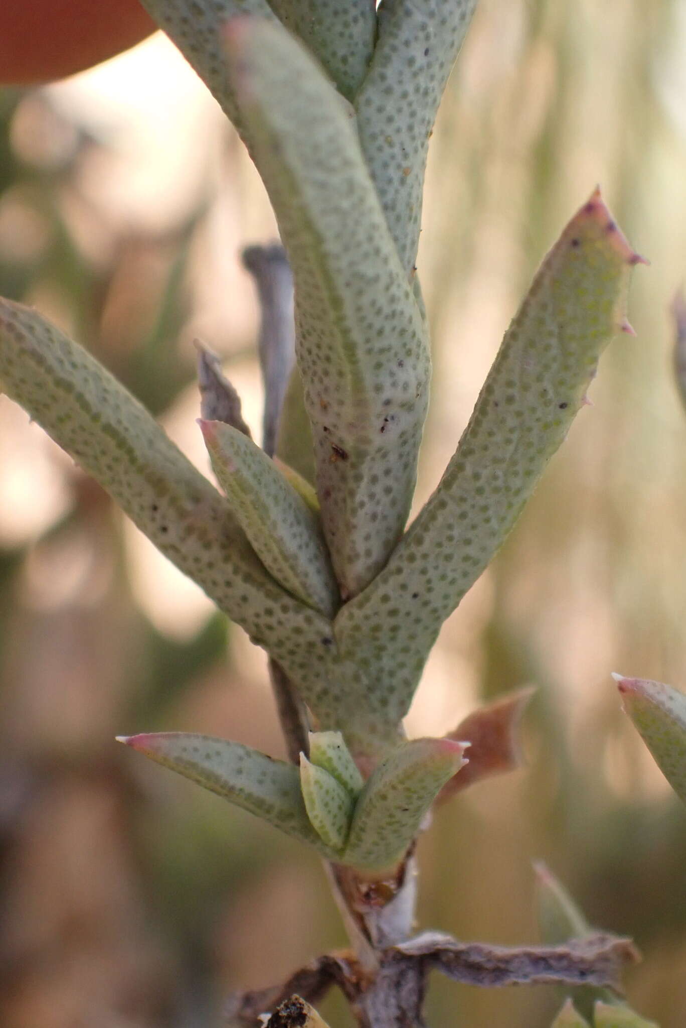 صورة Ruschia ruralis (N. E. Br.) Schwant.