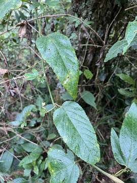 Image of Passiflora flexipes Triana & Planch.