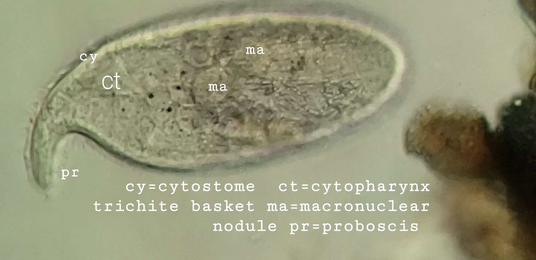 Tracheliidae resmi