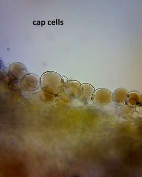 Image of Pluteus pauperculus E. Horak 2008