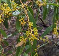 Image of Eucalyptus arenacea J. C. Marginson & P. Y. Ladiges