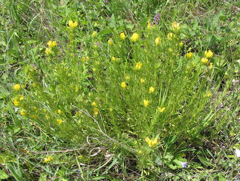 Imagem de Cytisus austriacus L.