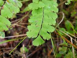 Imagem de Adiantum viridimontanum Paris