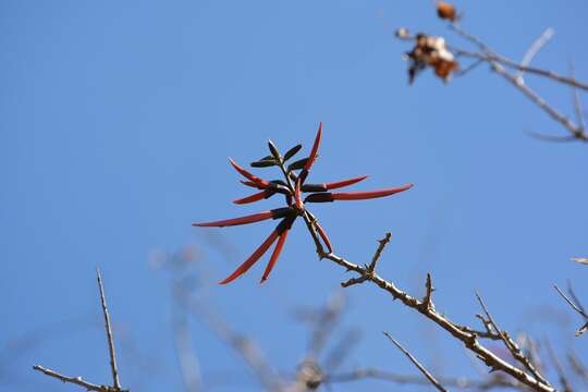 Imagem de Erythrina goldmanii Standl.