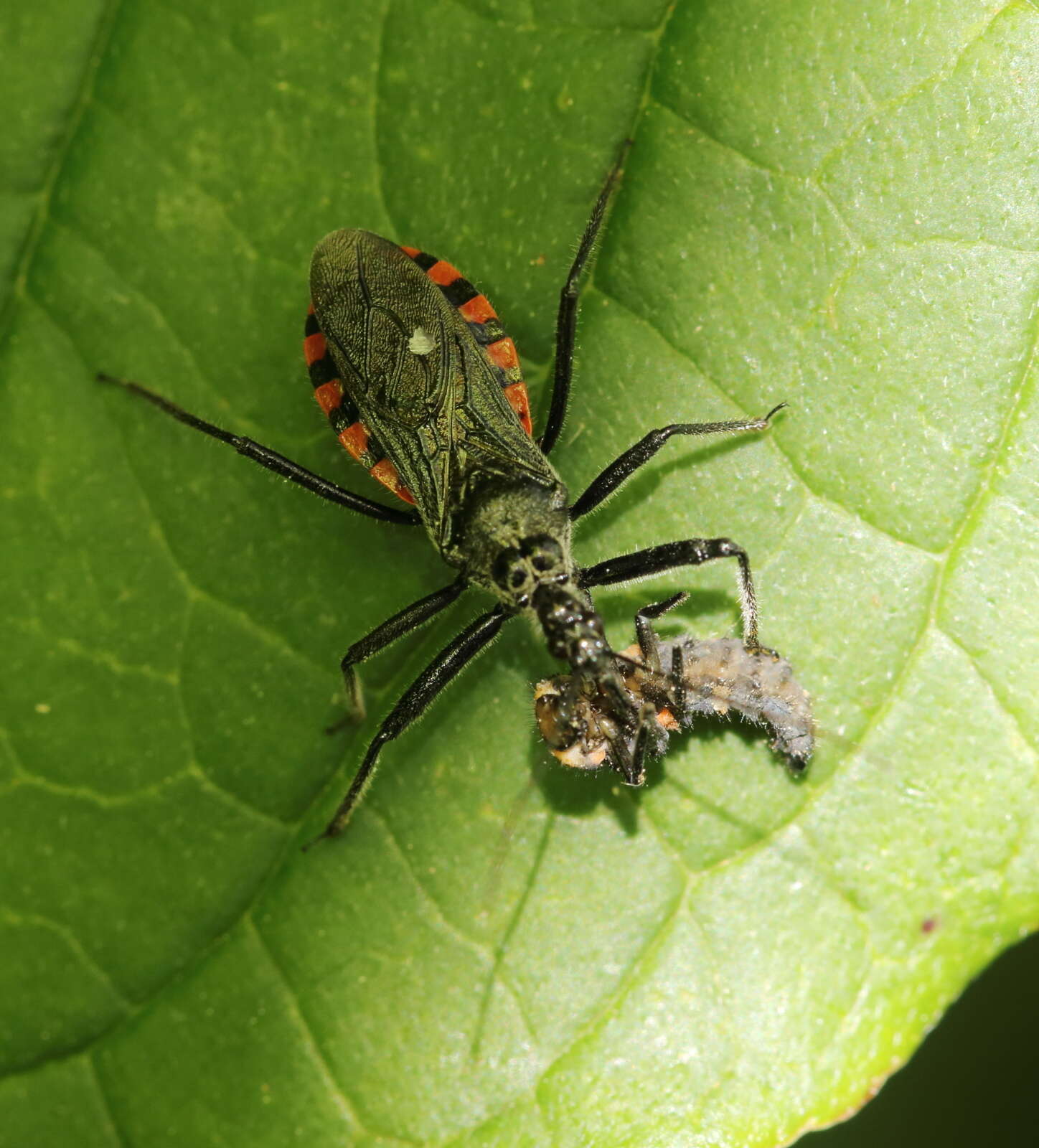 Image of Sphedanolestes sanguineus (Fabricius 1794)