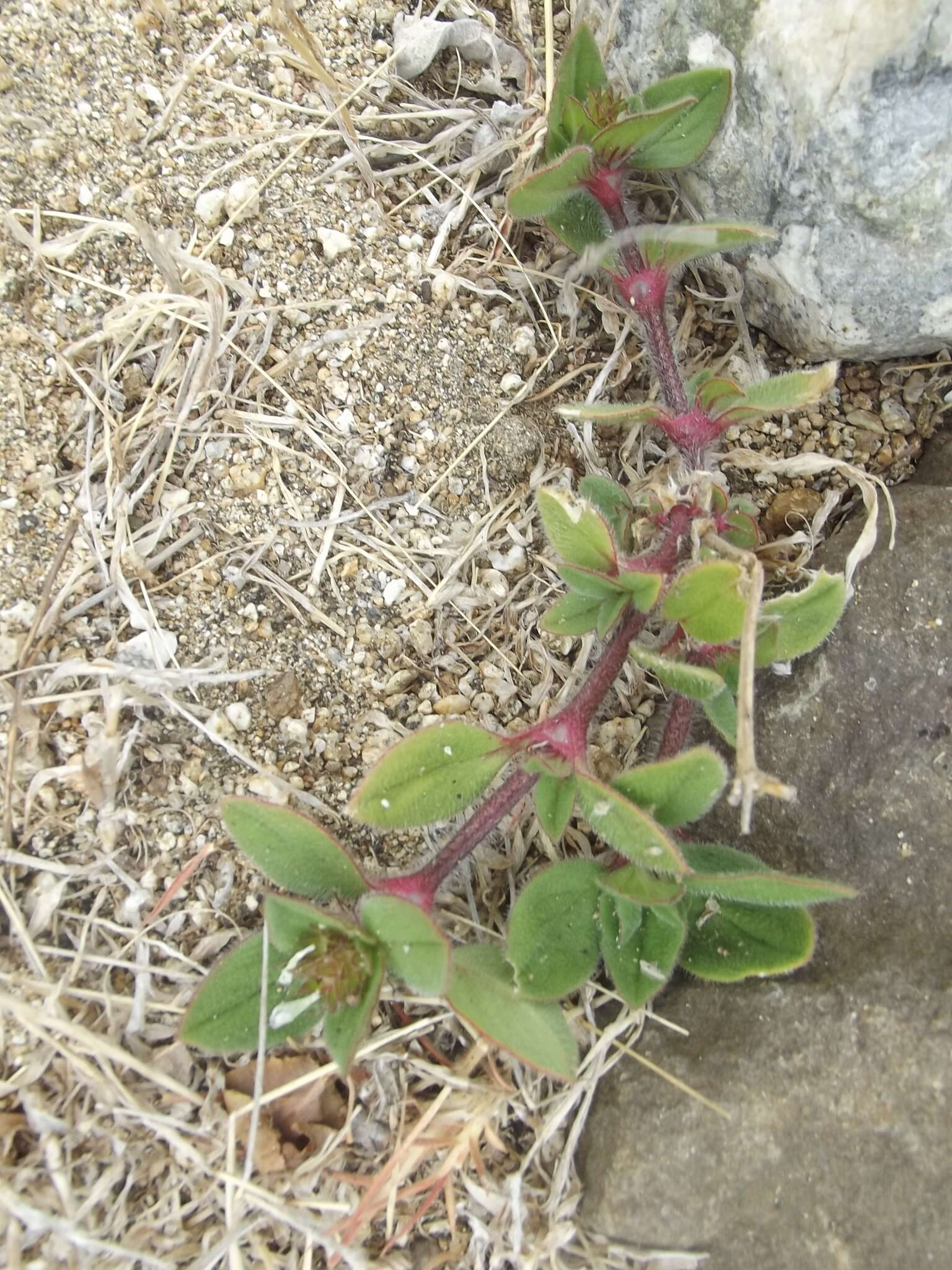 Image of rough Mexican clover