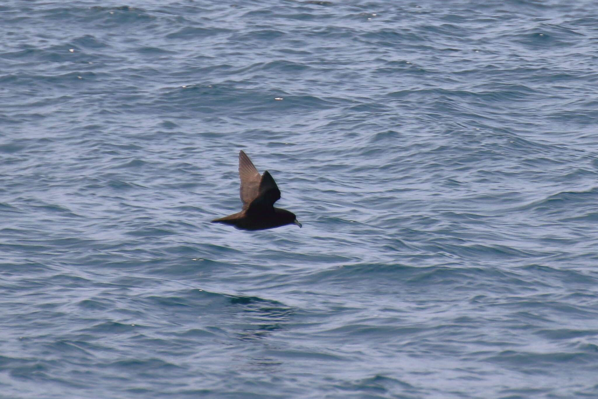 Image of Westland Black Petrel