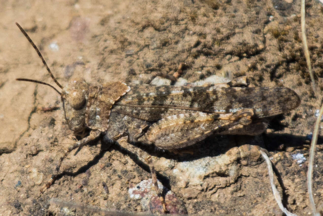 Trimerotropis occidentalis (Bruner & L. 1889) resmi