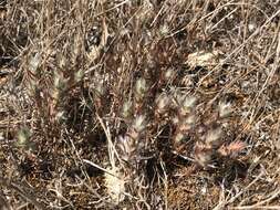 Image of Scotts Valley Polygonum