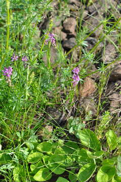 Image of tufted milkwort