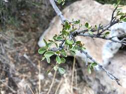 Plancia ëd Cercocarpus montanus var. paucidentatus (S. Wats.) F. L. Martin